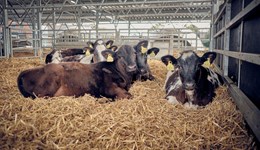 Worcestershire: Developing the rumen for optimum calf health